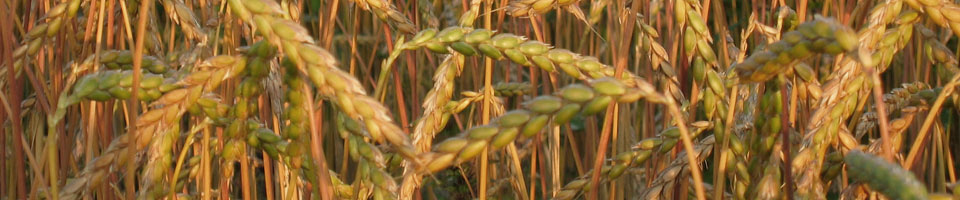 Dr. Claudia Spiess Huldi