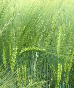 Dr. Claudia Spiess Huldi