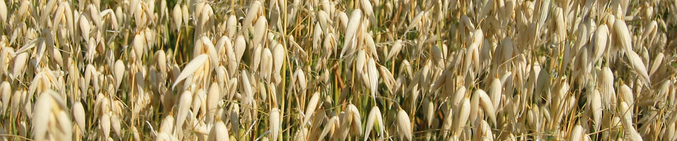 Dr. Claudia Spiess Huldi