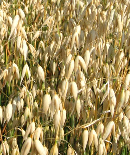 Dr. Claudia Spiess Huldi