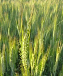 Dr. Claudia Spiess Huldi